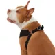 Product Top Paw® Mesh Comfort Dog Harness