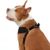 Top Paw® Mesh Comfort Dog Harness image thumbnail 2