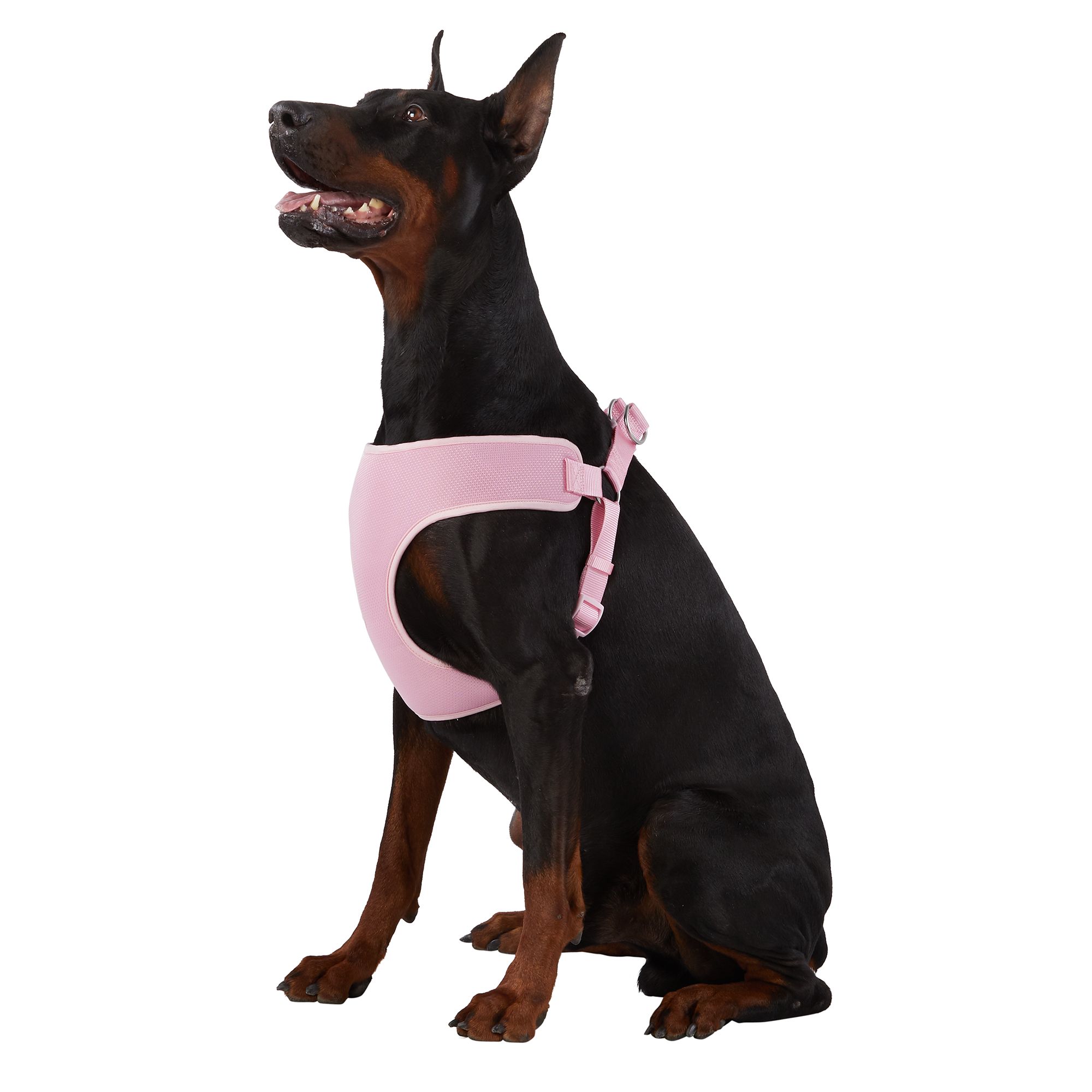 Dog Harness Petsmart atelieryuwa.ciao.jp