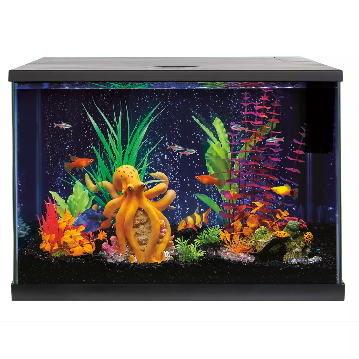 Petsmart glofish shark hotsell