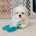 Nylabone® Teething Puppy Chew Freezer Bone Dog Toy - Peanut Butter Flavor image thumbnail 2