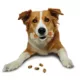 Product Nylabone® Pop-In Treat Refills - Chicken Flavor