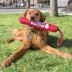 KONG® Signature Stick with Rope Dog Toy - Squeaker image thumbnail 2