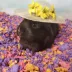 carefresh® Special Edition Small Pet Bedding - Beach Party image thumbnail 5