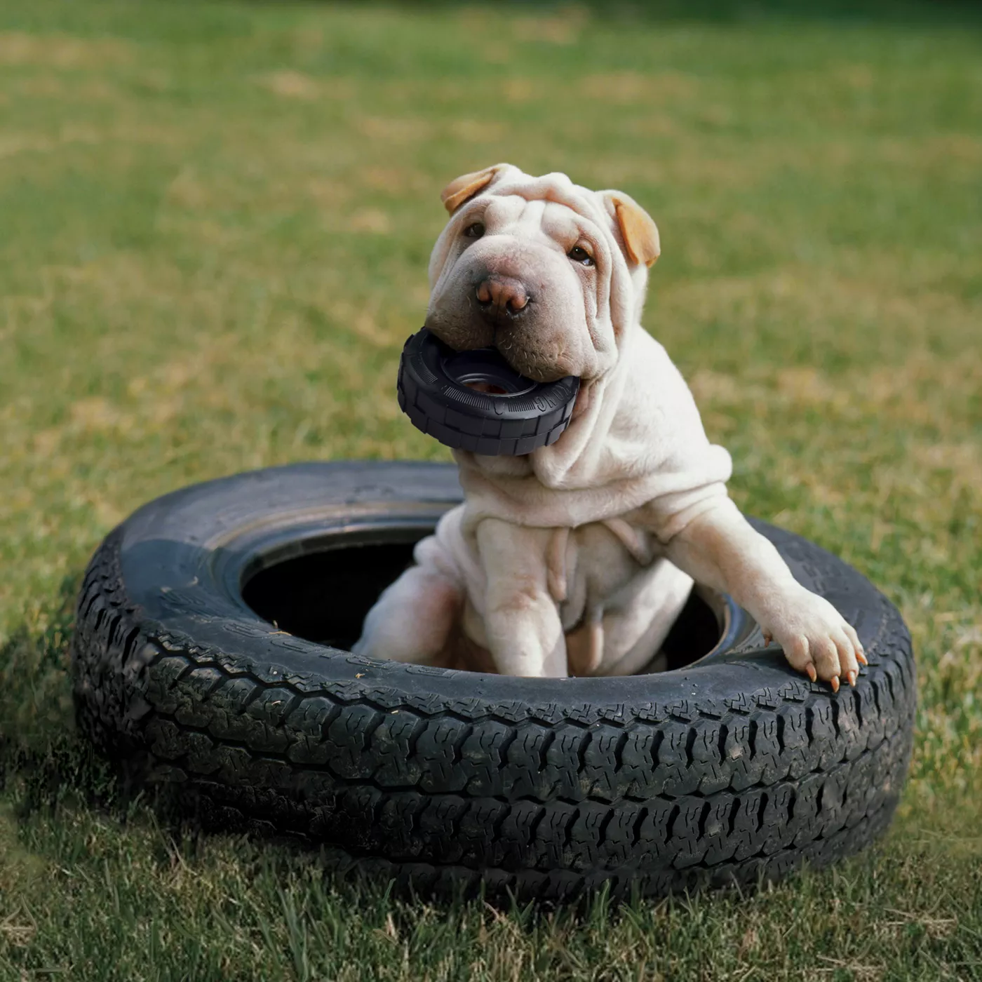 Kong tire puppy best sale