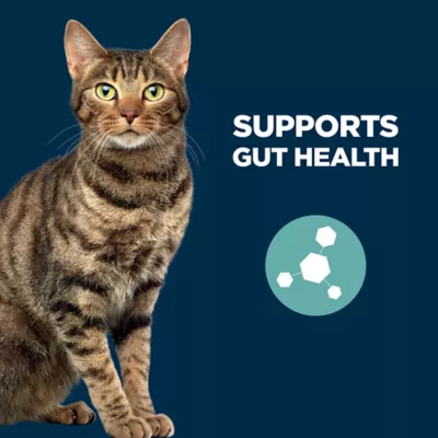 Product Authority® Gut Health Cat Dry Food - Salmon & Rice, With-Grain