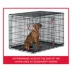 KONG® Ultra-Strong & Durable Double Door Wire Dog Crate w/ Divider Panel - Small, Medium, Large, X-L image thumbnail 5