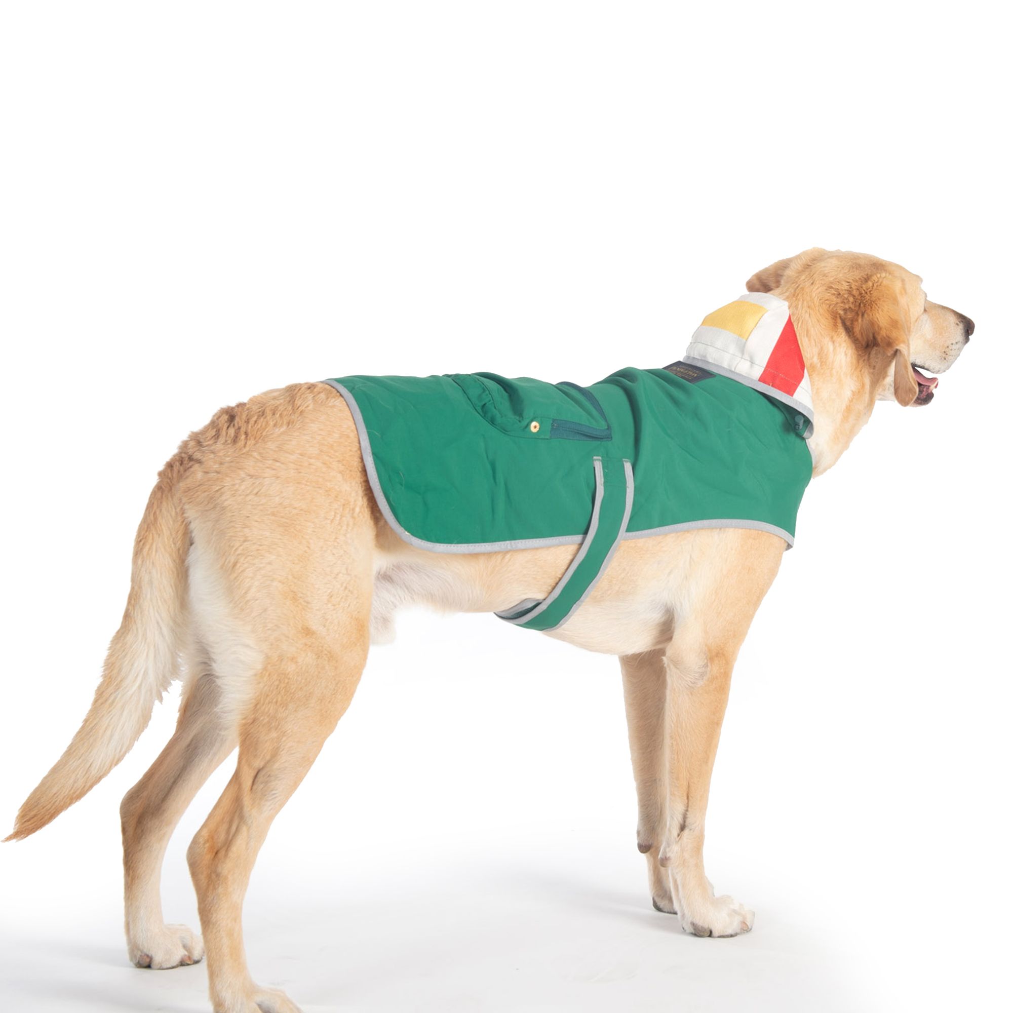 Dog raincoat petsmart hotsell