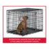 KONG® Ultra-Strong & Durable Double Door Wire Dog Crate w/ Divider Panel - Small, Medium, Large, X-L image thumbnail 5