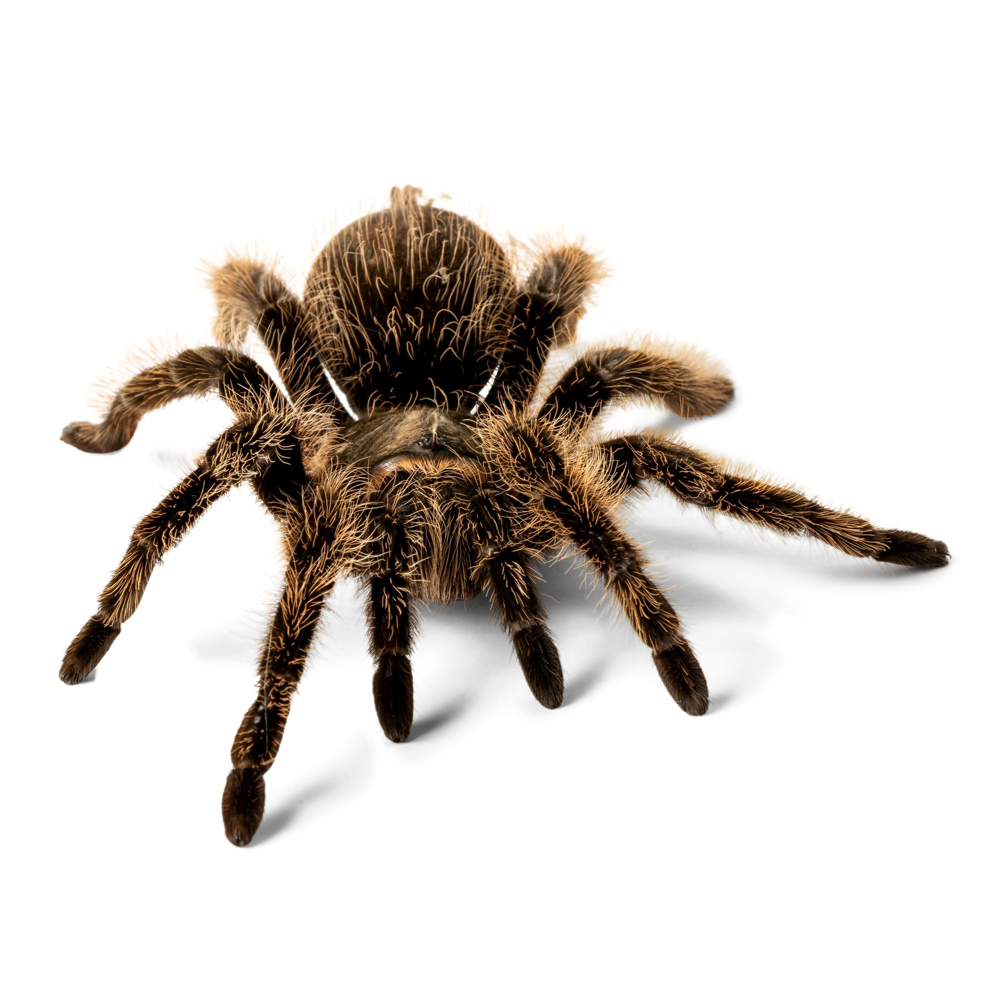 American Curly Haired Tarantula Reptile Snakes Turtles More Petsmart