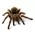 American Curly-Haired Tarantula image thumbnail 1