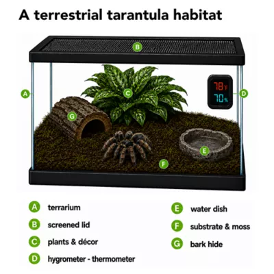 American Curly-Haired Tarantula - Image 3