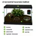 American Curly-Haired Tarantula image thumbnail 3