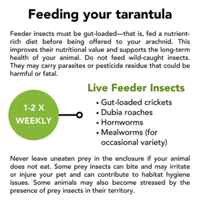 American Curly-Haired Tarantula - Image 5