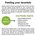 American Curly-Haired Tarantula image thumbnail 5