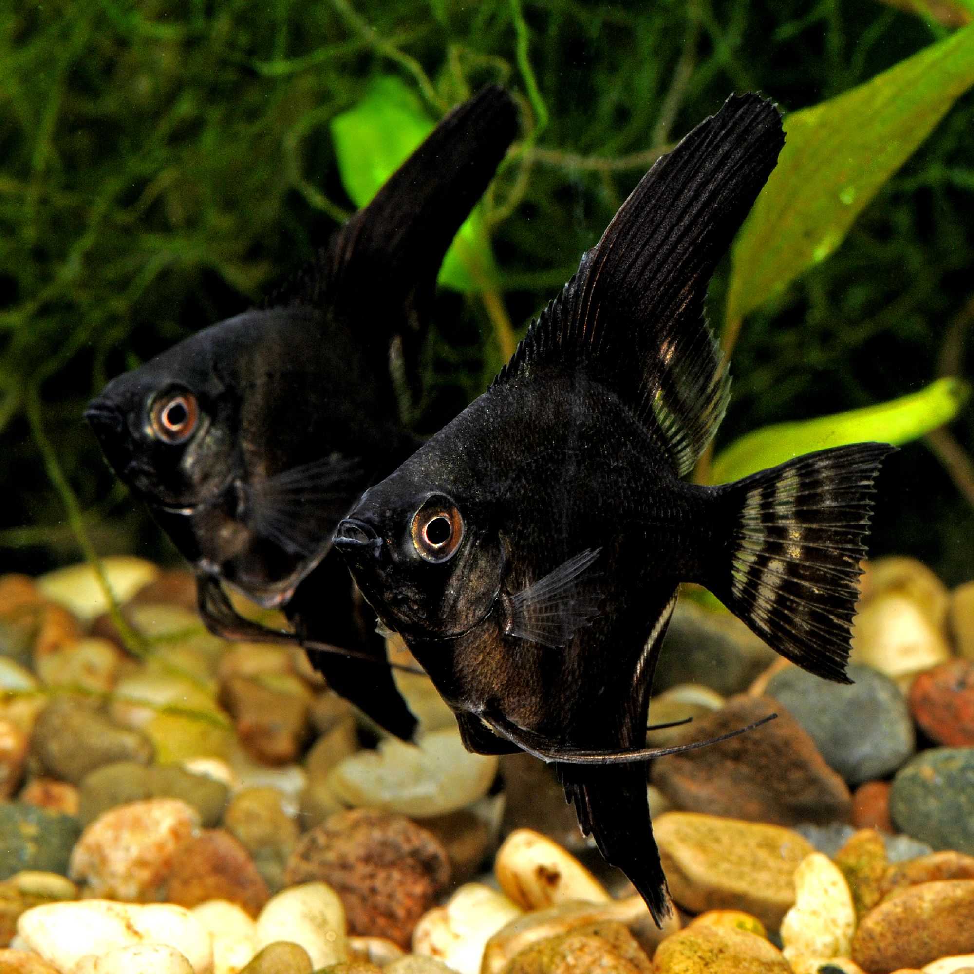 Angelfish at sale petsmart