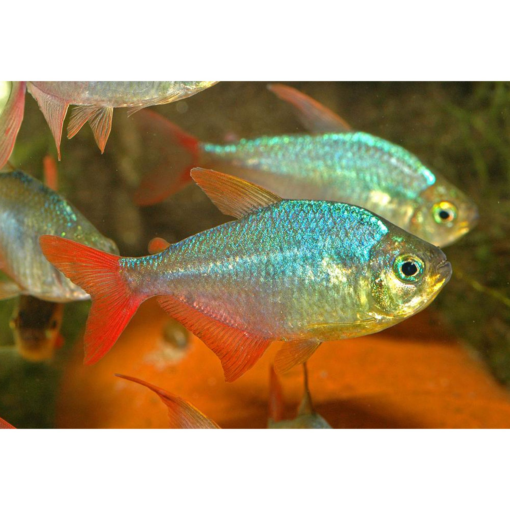 Neon tetra cheap price petsmart