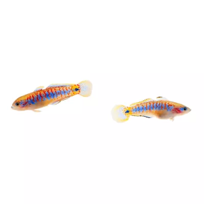 Product Peacock Gudgeon