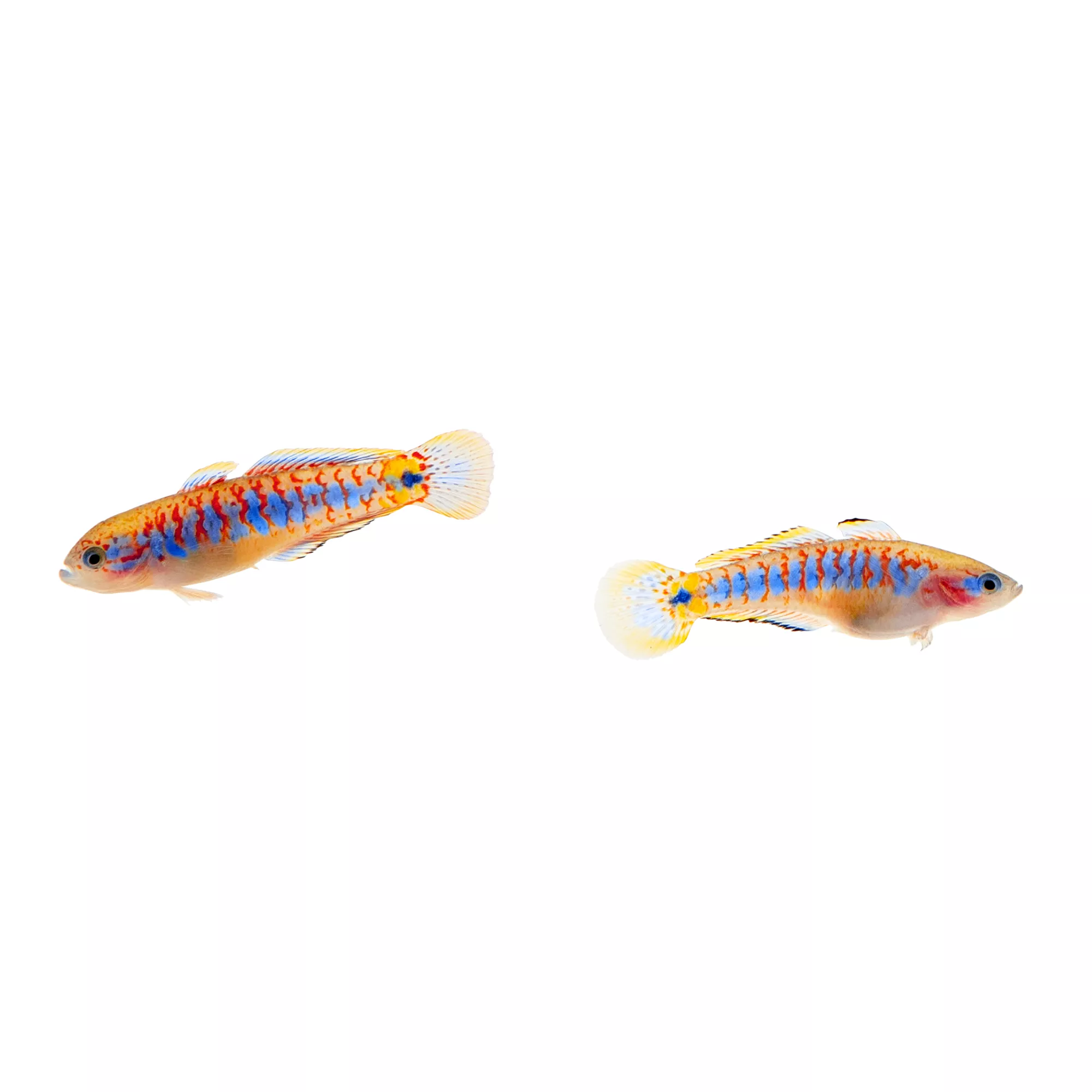 Peacock Gudgeon