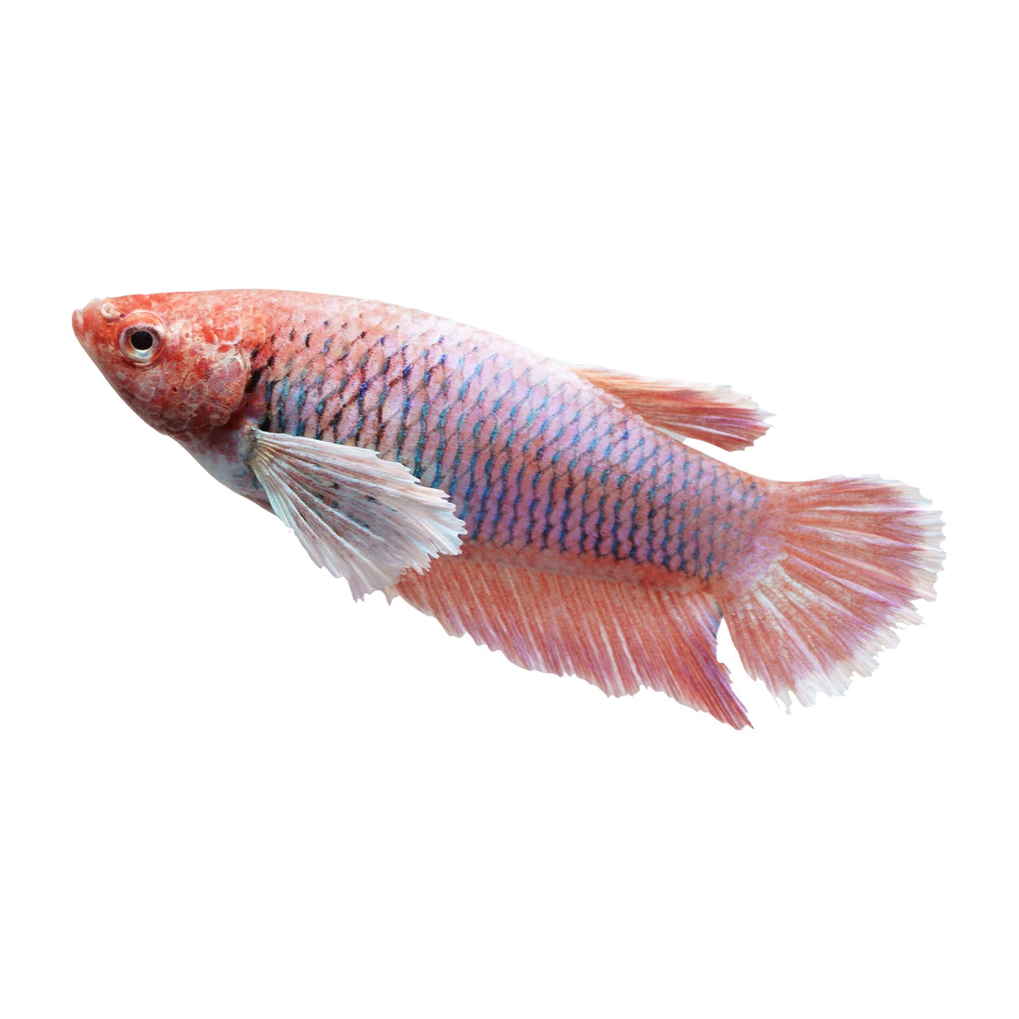 Premium Dumbo Betta Fish Female