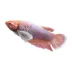Premium Dumbo Betta Fish Female image thumbnail 1