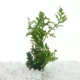 Product Top Fin® African Water Fern Live Plant