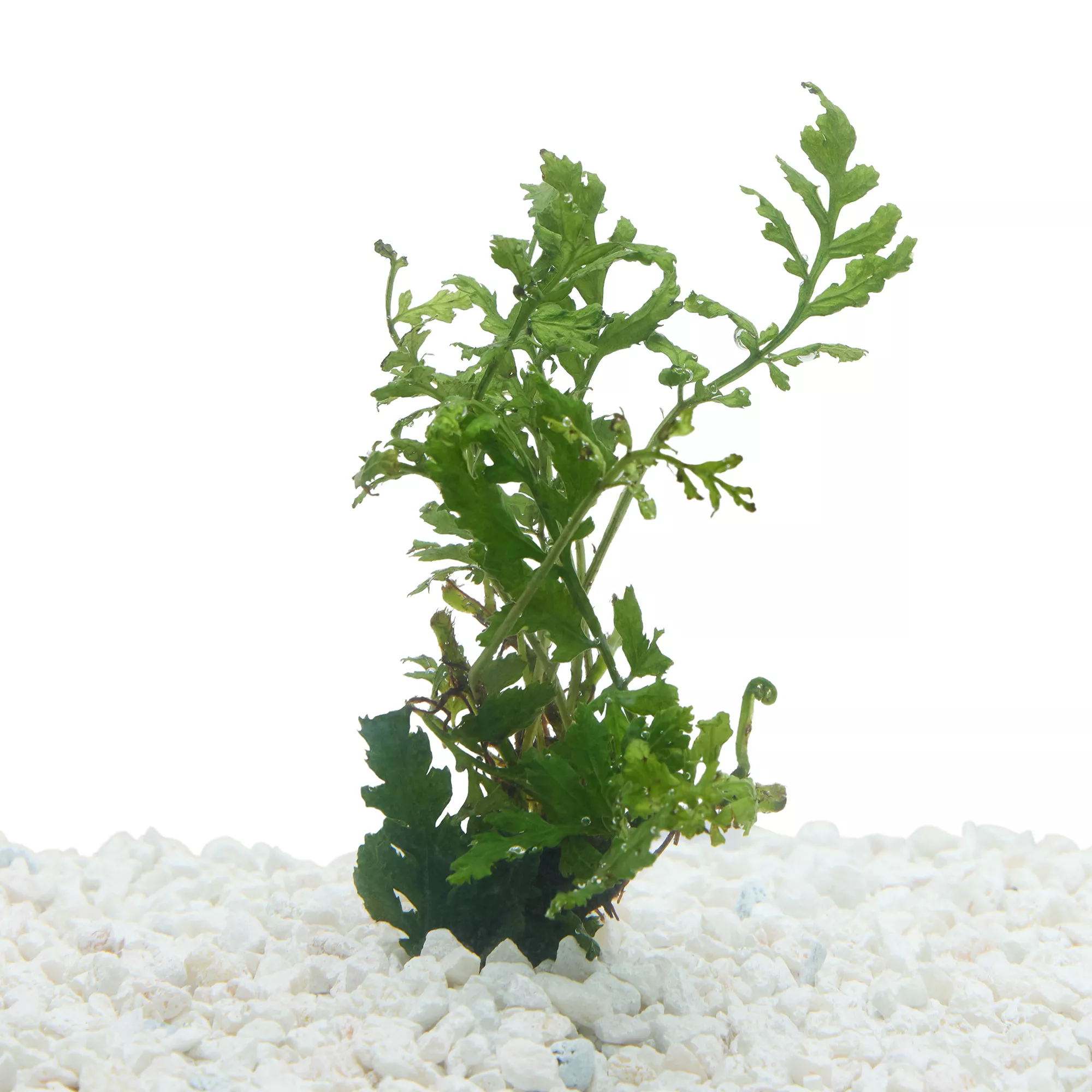 Top Fin® African Water Fern Live Plant