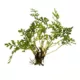 Product Top Fin® African Water Fern Live Plant
