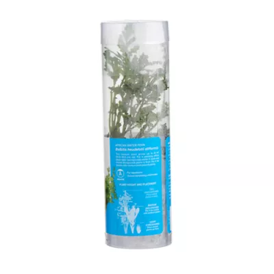 Product Top Fin® African Water Fern Live Plant
