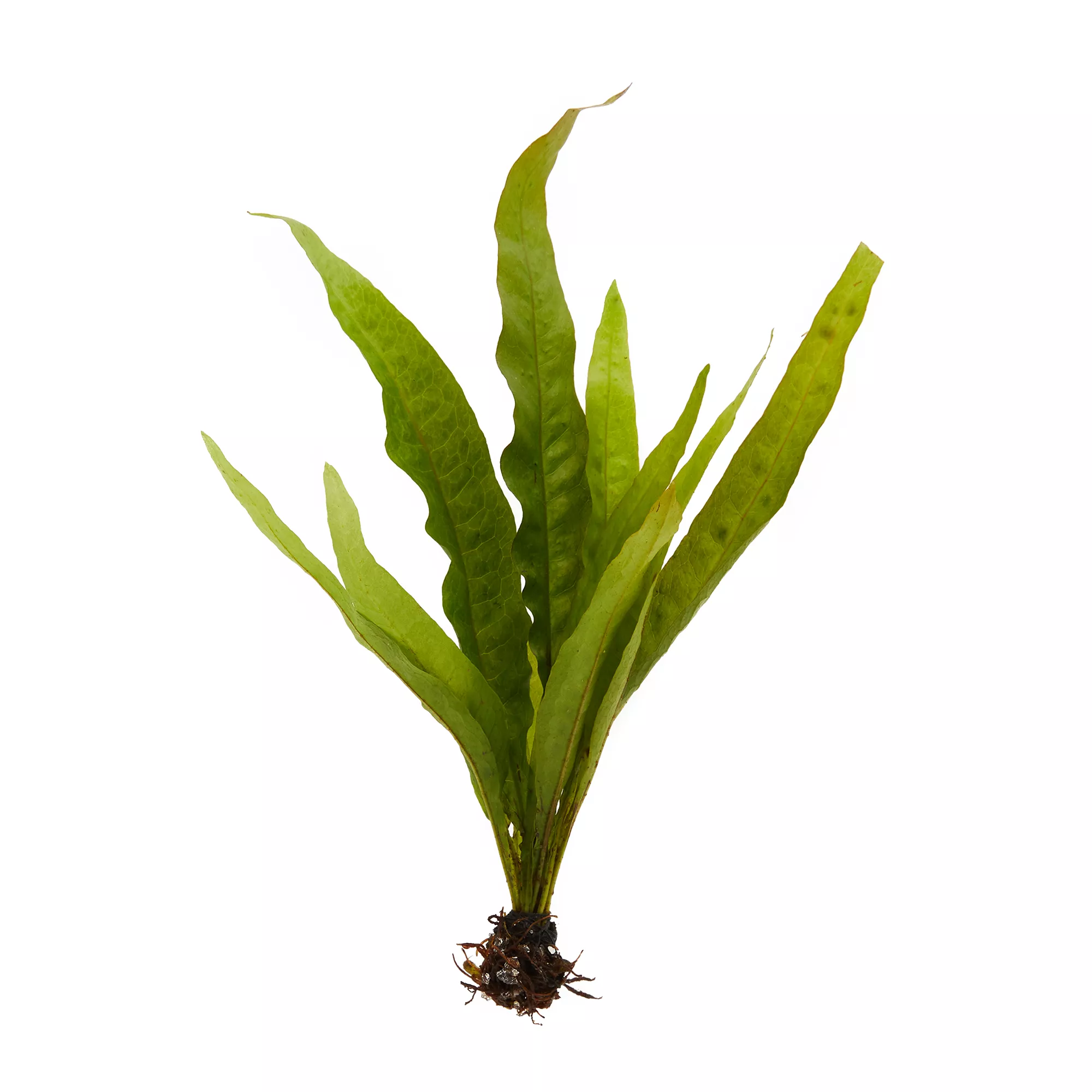 Top Fin® Java Fern Live Plant