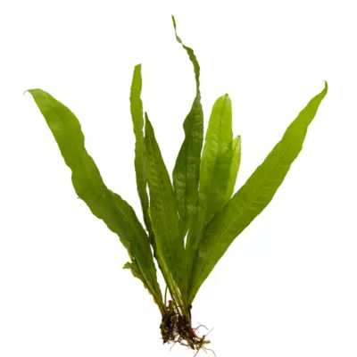 Product Top Fin® Malaysian Red Live Plant