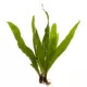 Product Top Fin® Malaysian Red Live Plant