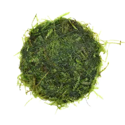 Product Top Fin® Live Moss Aquarium Plant