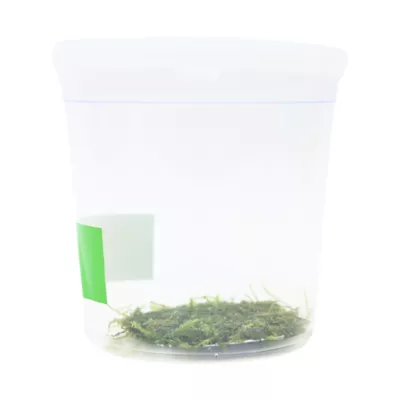 Product Top Fin® Live Moss Aquarium Plant