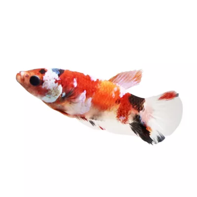 Koi Betta Fish Female - Image 1