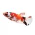 Koi Betta Fish Female image thumbnail 1