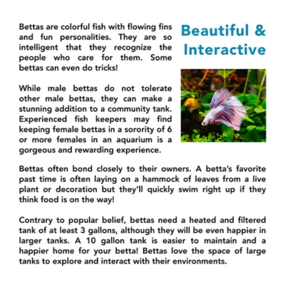Koi Betta Fish Female - Image 2