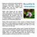 Koi Betta Fish Female image thumbnail 2