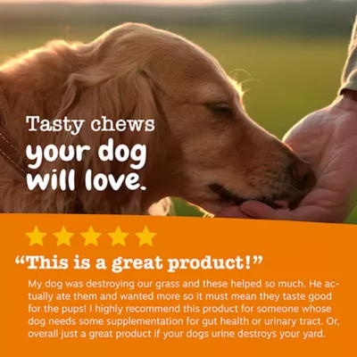 Product Zesty Paws Stay Green Digestive & Immune Bites for Dogs - Chicken Flavor - 90 Ct
