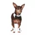 Rubie's Pet Shop Celebrations Tuxedo Dog & Cat Costume image thumbnail 1