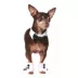 Rubie's Pet Shop Celebrations Tuxedo Dog & Cat Costume image thumbnail 1