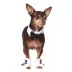 Rubie's Pet Shop Celebrations Tuxedo Dog & Cat Costume image thumbnail 1