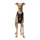 Product Canada Pooch Dog Harness - Black