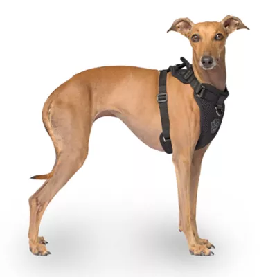 Product Canada Pooch Dog Harness - Black