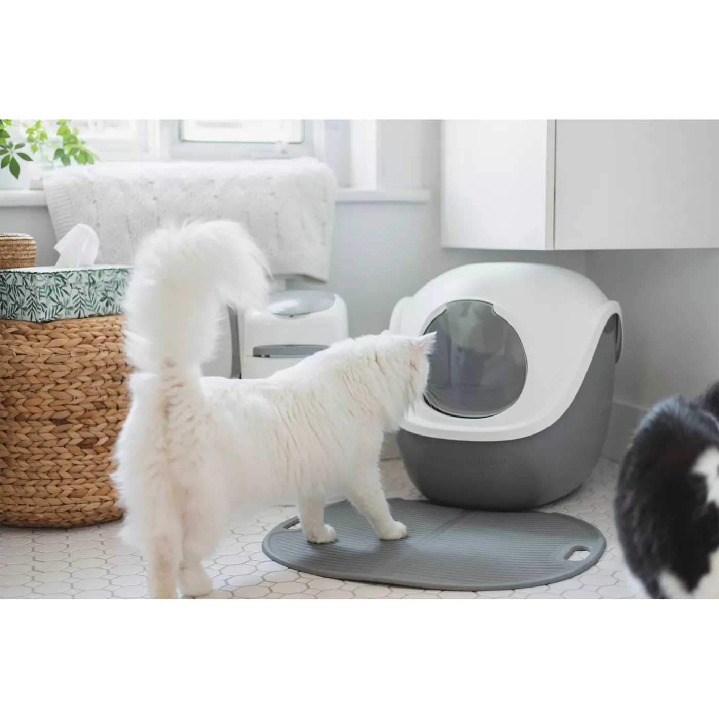 Dog proof litter box petsmart best sale