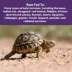 Mazuri® Juvenile Tortoise Diet Reptile Food image thumbnail 6