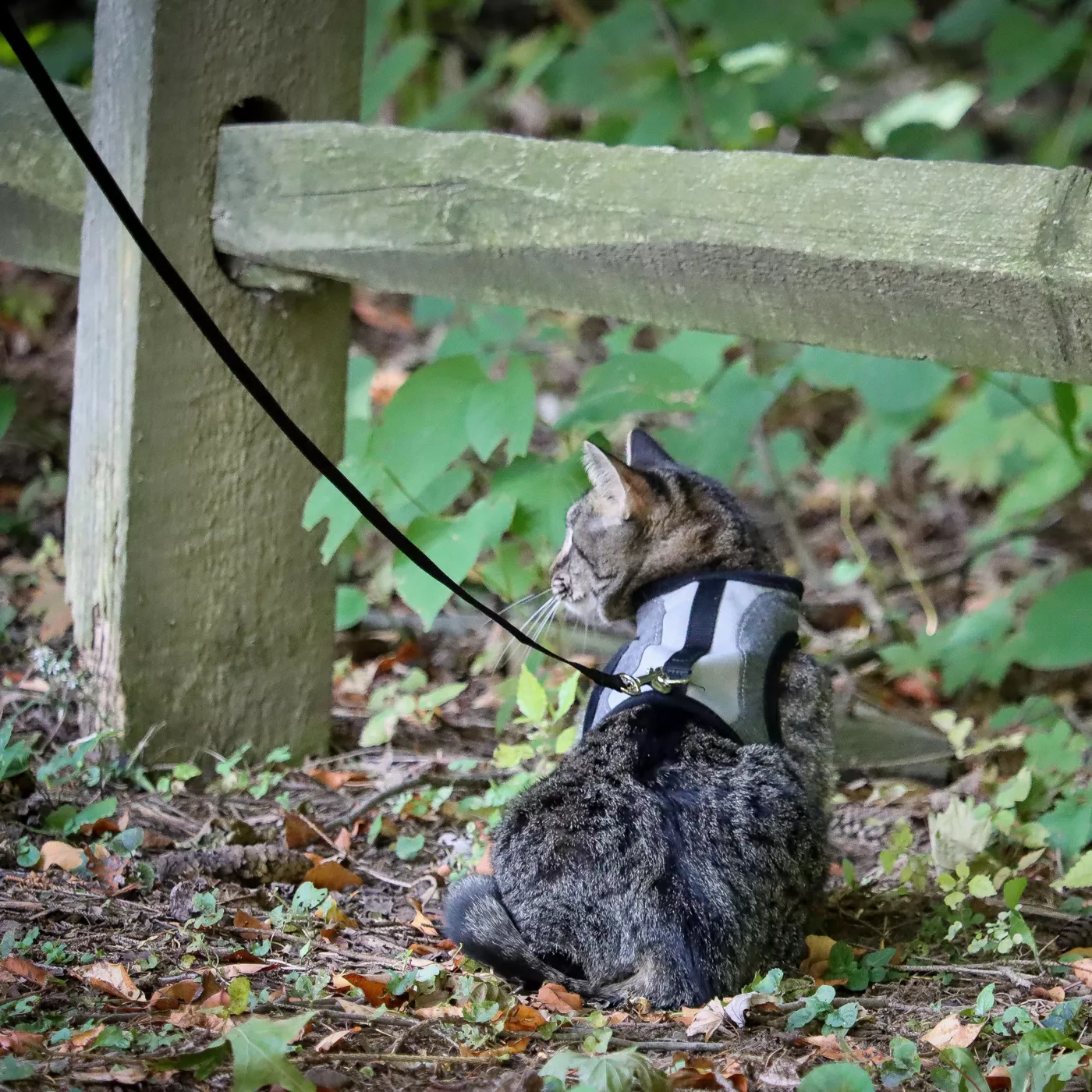 Coastal cat harness fashion