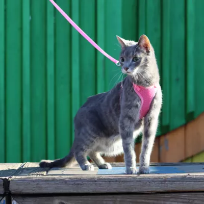 Product Coastal Pet Products Personalized Comfort Soft Mesh Adjustable Cat Harness