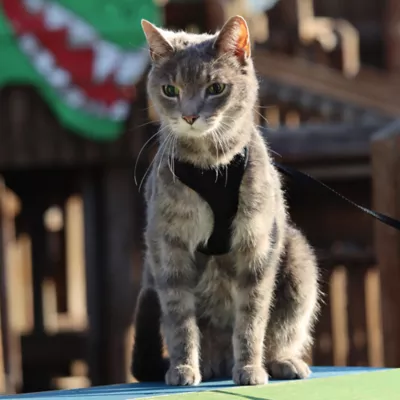 Product Coastal Pet Products Comfort Soft Mesh Adjustable Cat Harness