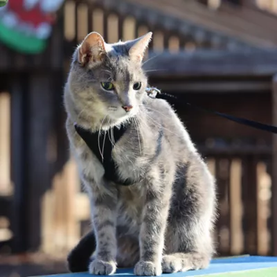 Product Coastal Pet Products Comfort Soft Mesh Adjustable Cat Harness